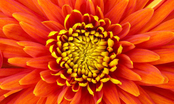 istock Beautiful flower of dahlia 657908422