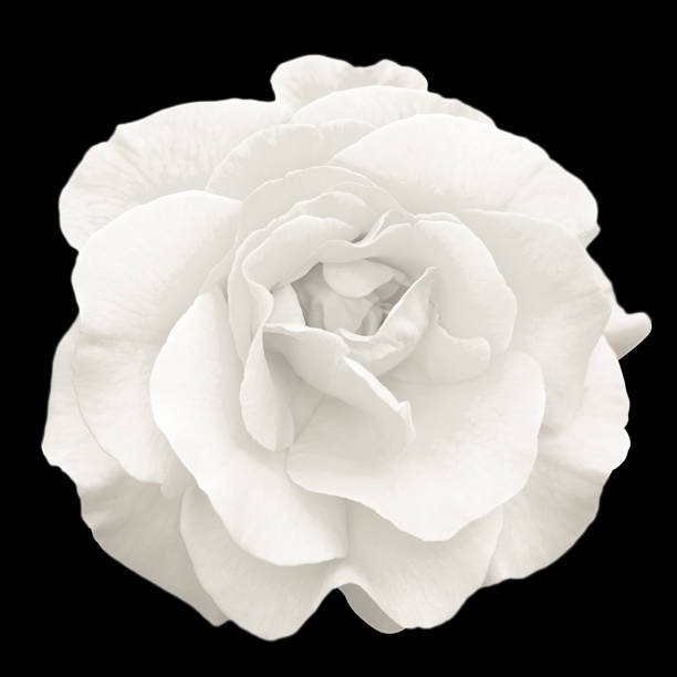 istock Tender white rose flower macro isolated on black 657911102