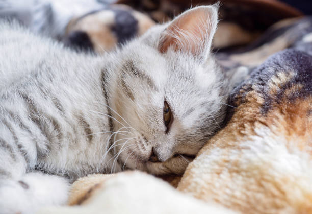 istock Little grey scottish cat lying on the bed 657911152
