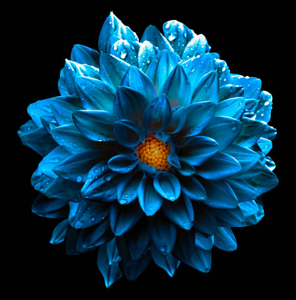 istock Surreal wet dark chrome blue dahlia macro isolated on black 657911456