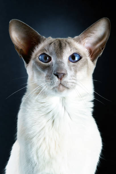 istock gorgeous oriental siamese cat blue eyes black background 657914542