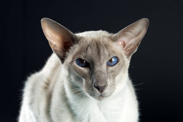 istock Oriental siamese cat blue eyes sitting, black background 657914560