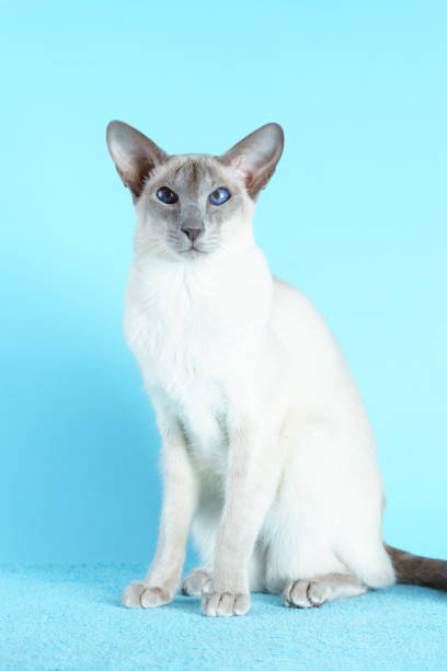 istock Oriental siamese cat blue eyes sitting light blue background 657914600