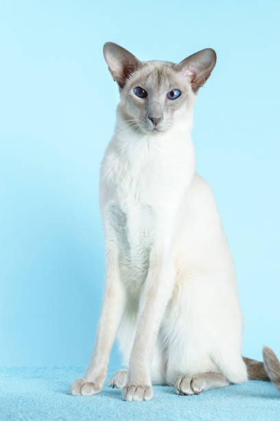 istock Oriental siamese cat blue eyes sitting light blue background 657914662