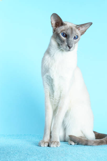 istock Oriental siamese cat blue eyes sitting light blue background 657914664