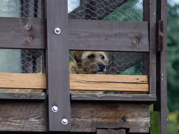 istock Dog looks on the porch 657918206