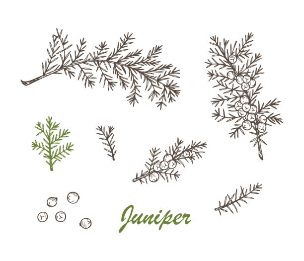 Medicinal plants Set. Hand Drawn Juniper branch, Leaves and Berries. Alternative medicine. Biological additives are. Traditional herbal therapy. Vector illustration Medicinal plants Set. Hand Drawn Juniper branch, Leaves and Berries. Alternative medicine. Biological additives are. Traditional herbal therapy. Vector illustration juniperus chinensis stock illustrations