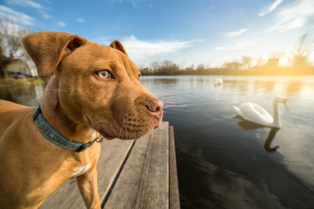 istock Cute yellow terrier puppy on vacation 657918986