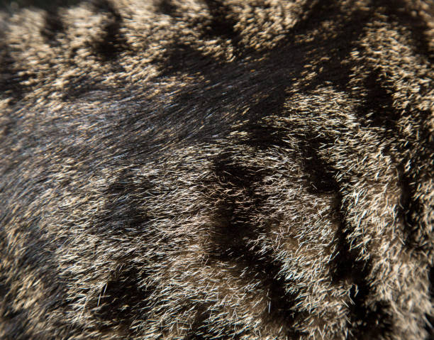 istock background of cat fur 657922886