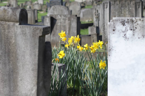 Daffodils : In Spring