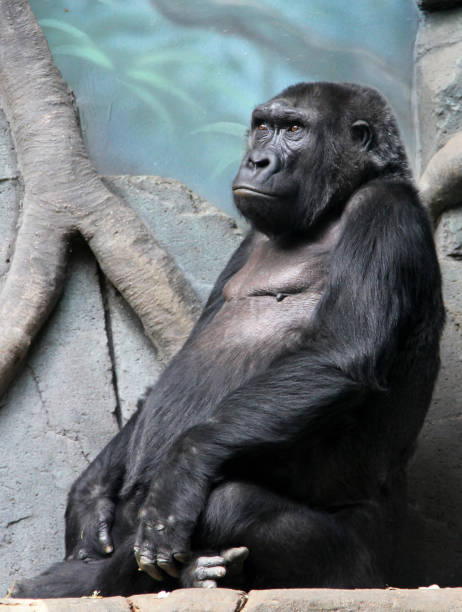 서부로랜드고릴라 - leadership ape monkey majestic 뉴스 사진 이미지