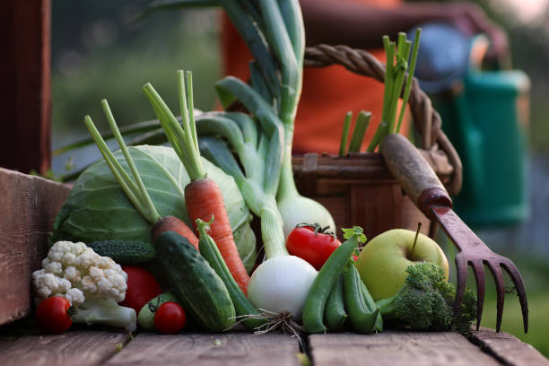 istock fresh vegetable harvest nature outdoor 657928918