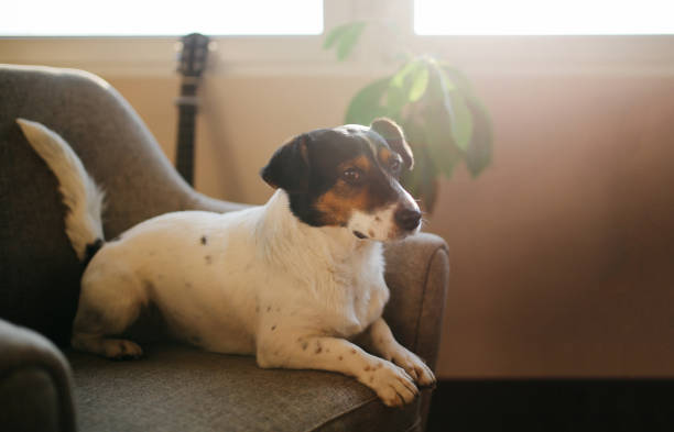 istock Cute Jack Russell dog relaxing on the sofa 657929642