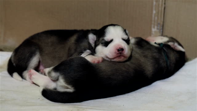 Puppies of the Siberian Husky sleeps after feeding.