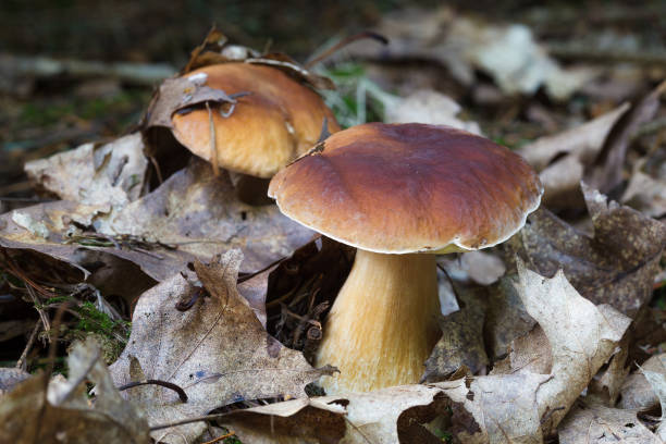 istock Boletus mushrooms in autumn forest 657933302