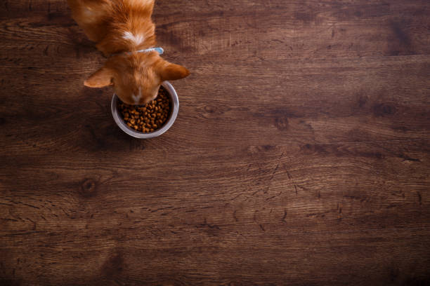 chihuahua perro come pienso. cuenco de comida kibble seco. - close up table brown dieting fotografías e imágenes de stock