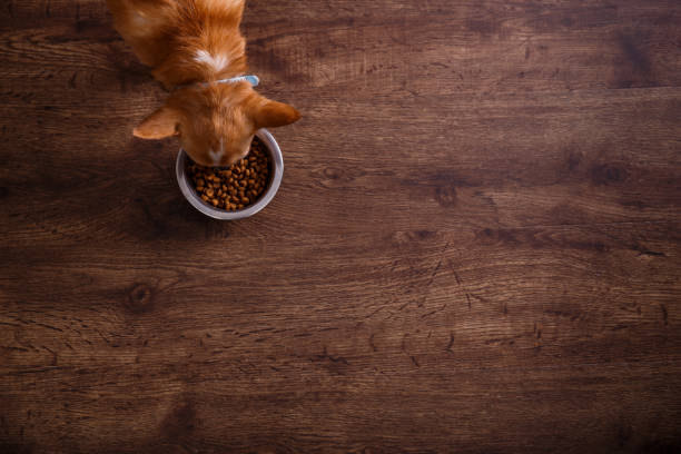 il cane chihuahua mangia mangime. ciotola di cibo secco. - dog eating puppy food foto e immagini stock