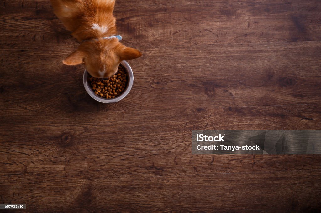 Chihuahua dog eat feed. Bowl of dry kibble food. Chihuahua dog eat feed. Bowl of dry kibble food. Healthy pets meal. Blue plate on wooden rustic background. Dog Stock Photo