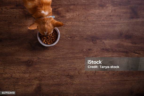 Chihuahua Dog Eat Feed Bowl Of Dry Kibble Food Stock Photo - Download Image Now - Dog, Eating, Food