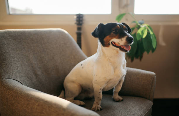 istock Cute Jack Russell dog relaxing on the sofa 657933584