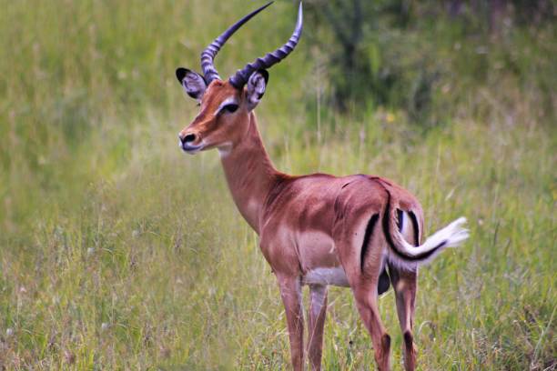 istock Antelope in Serengeti National Park 657933790