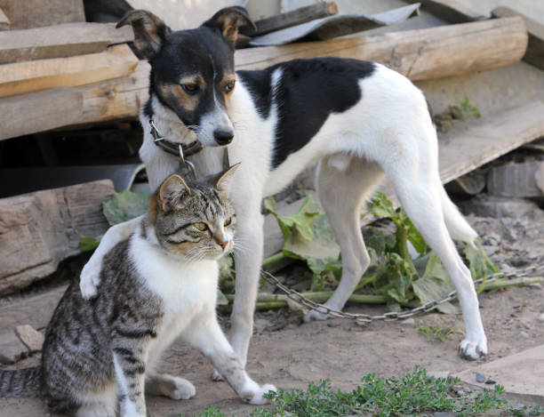 istock Dog and cat together 657946538