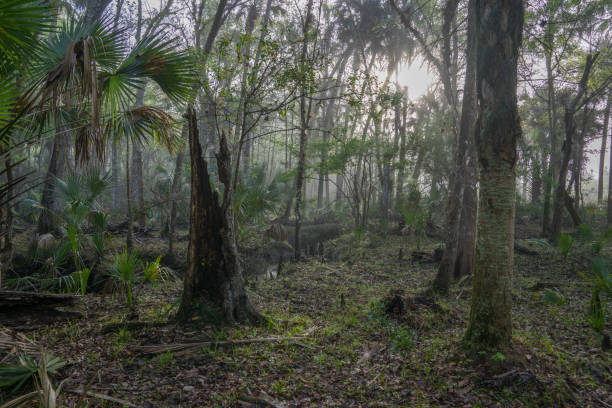 istock A Foggy Morning in a Florida Forest 657949778