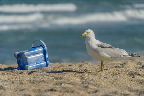 istock A Seagull Inspects an Abandoned Beach Toy 657949826