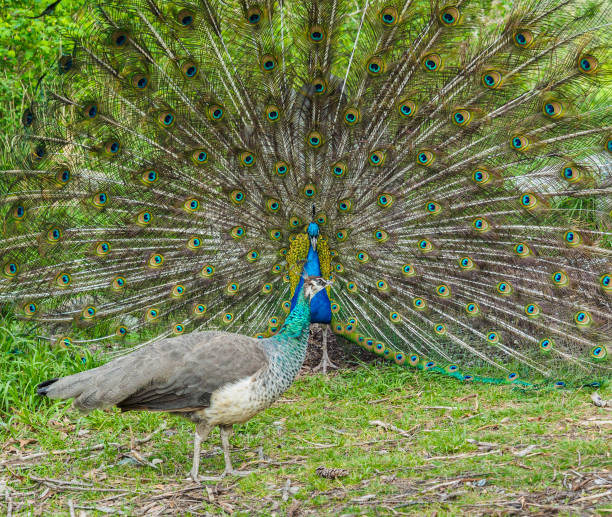 istock Peacock and peahen courting during spring mating season 657955004