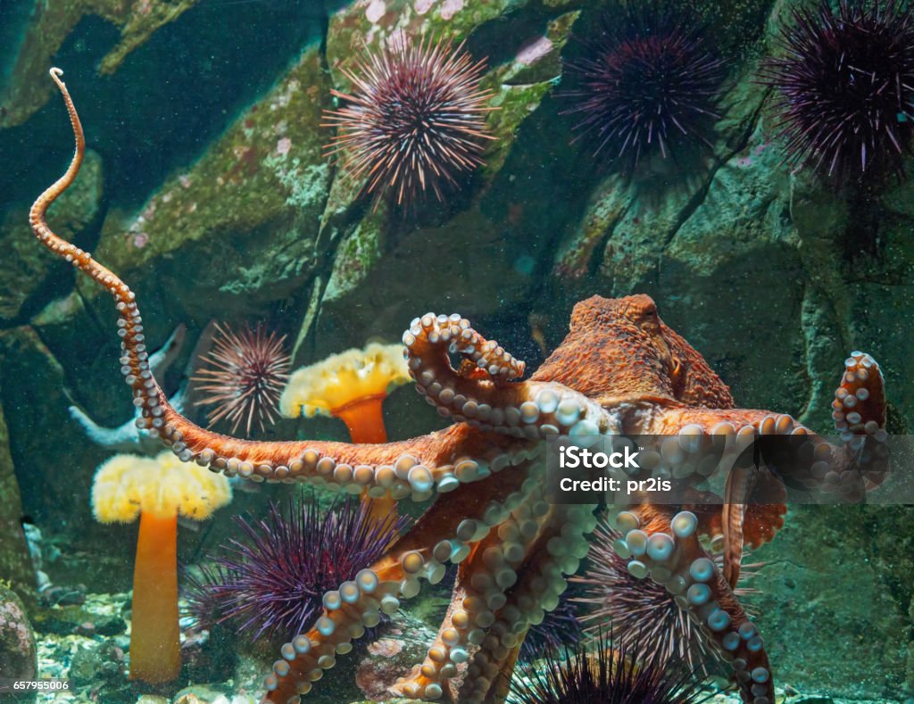 Giant Pacific octopus Octopus Stock Photo