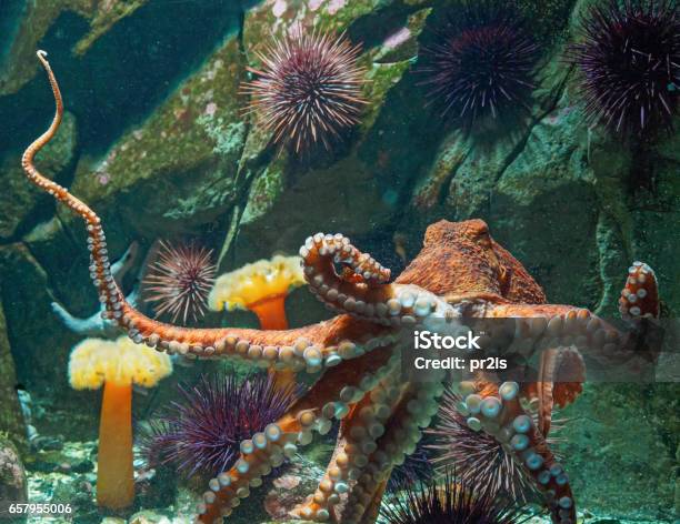 Giant Pacific Octopus Stock Photo - Download Image Now - Octopus, Giant - Fictional Character, Animal