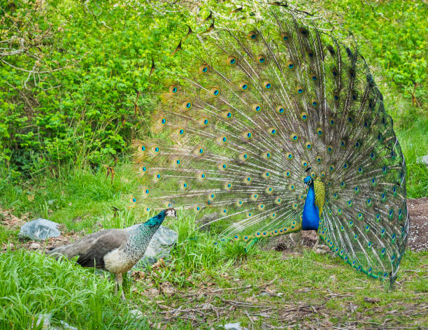istock Peacock and peahen courting during spring mating season 657955012