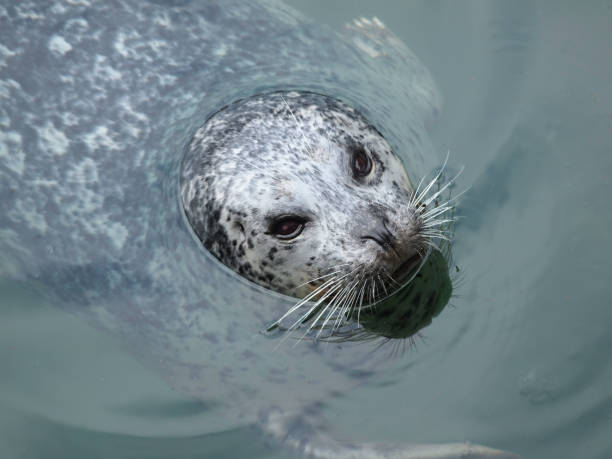 istock Harbor seals playing in the water 657955064