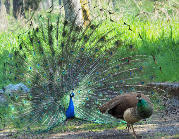 Peacock and peahen courting during spring mating season stock photo