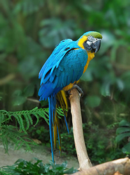 istock Blue and Gold Macaw (Ara ararauna) perched amidst lush greenery, portrait orientation 657955252