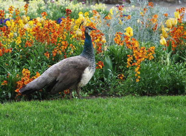 istock Peahen strolling on the lawn along the colorful flowerbed 657955260