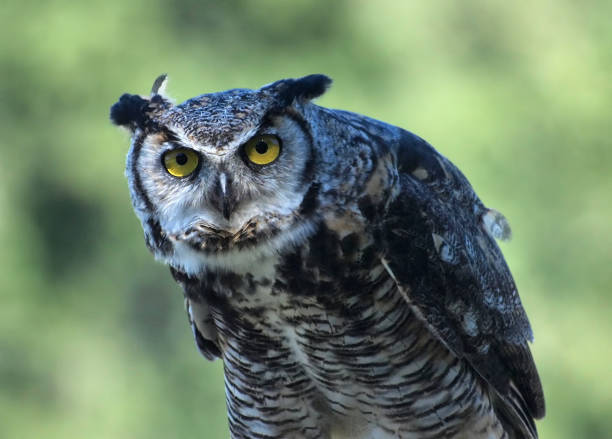 istock Great Horned Owl, (Bubo virginianus) against blurry background 657955312