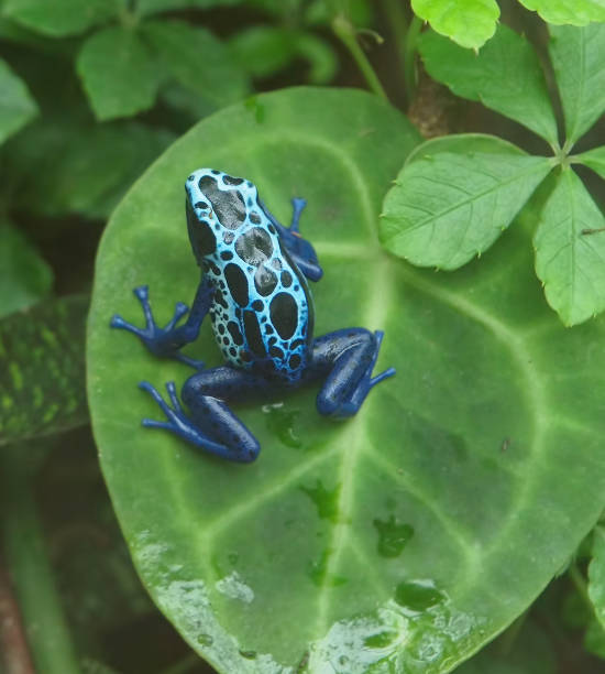 istock Poison dart frog ((Dendrobates tinctorius) from above, sitting on a green leaf 657955330