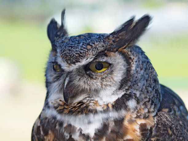 istock Great Horned Owl, (Bubo virginianus) against blurry background 657955358
