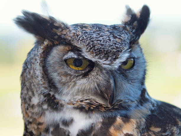 istock Great Horned Owl, (Bubo virginianus) against blurry background 657955374