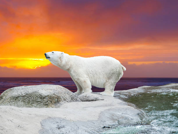 istock Polar bear stands on the rocks near the pond against dramatic sunset 657955400