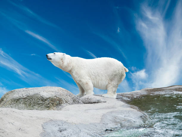 istock Polar bear stand on the rocks near the pond 657955406