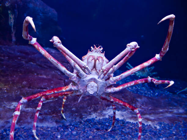 Giant Japanese spider crab, Macrocheira kaempferi stock photo