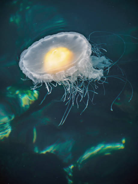 istock Fried Egg Jellyfish  (Phacellophora camtschatica) in natural habitat 657955480
