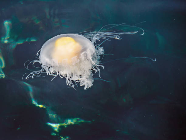 istock Fried Egg Jellyfish  (Phacellophora camtschatica) in natural habitat 657955482