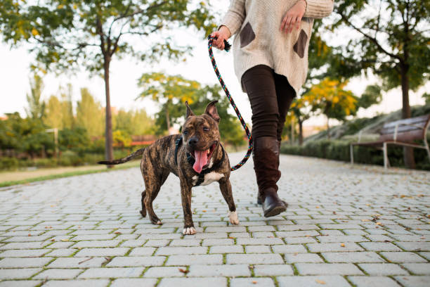 anonymous woman walking a dog