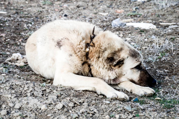 istock Shepherd dog, protect the sheep from the danger of a wolf. 657961872