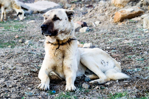 istock Shepherd dog, protect the sheep from the danger of a wolf. 657962238