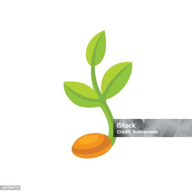 Seed Sprouting Vector Sprouting Seed Illustration Stock Illustration - Download Image Now ...