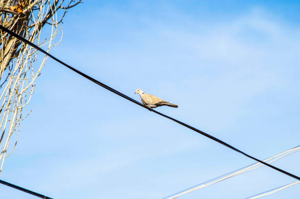 istock The courageous bird resting on electric wires 657965538